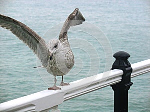 Seagull in Brighton