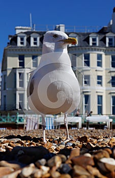Seagull on Brighton Beach