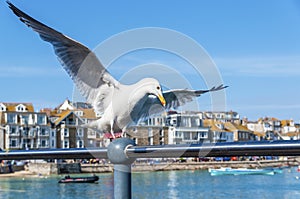 Seagull in a British seaside town setting