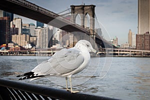Seagull at Brooklyn Bridge Park