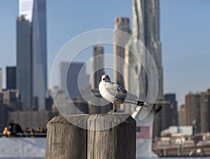 Seagull in Brooklyn Bridge Park