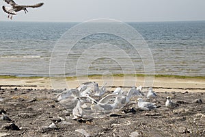 Seagull on the Brouwersdam, the seventh structure of the Delta Works.