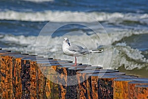 Seagull on the bulwark photo