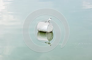 The seagull on the buoy photo