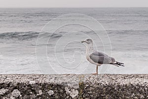 Seagull in Cabo Silleiro, Baiona photo