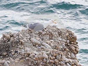 A seagull calls with its beak wide open on a rock off the Mediterranean Sea near Nerja Spain