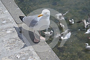 Seagull careful in a seaport in France