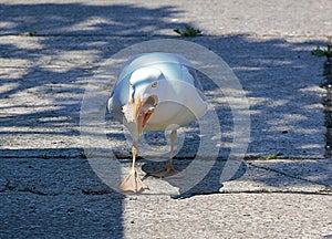 seagull carrying a slice of brown bread in it's beak