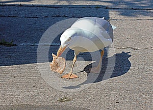 seagull carrying a slice of brown bread in it's beak