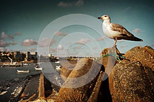 Seagull in Cascais