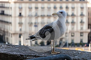 Seagull at Castel dell`Ovo photo