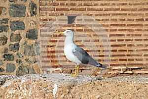 Seagull on the castle wall, Almunecar