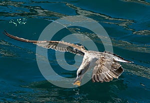 Seagull catches bread