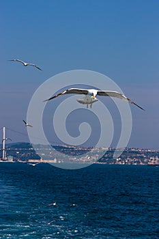 Seagull Catching Bread