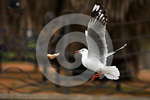 Seagull catching bread in midair. photo