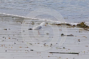 Seagull catching crabs on a beach as the tide recedes