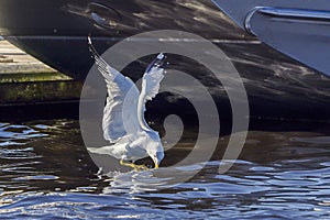 Seagull Catching Minnows