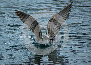 Seagull caught a fish