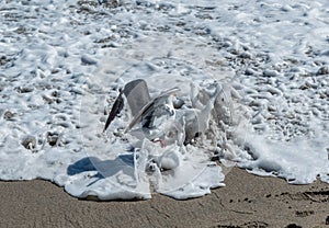 Seagull caught in wave splash in Malibu, California