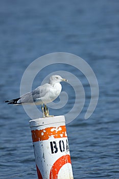 Seagull on a Channel marker