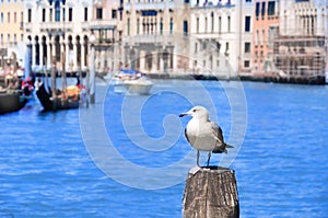 Seagull in channel, Venice, Italy