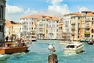 Seagull in channel, Venice, Italy