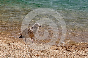 Seagull cheeper walking on the sandy shore of Baikal lake on a sunny day