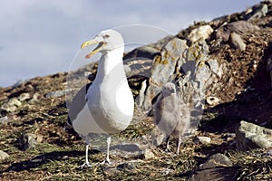 Seagull with chick