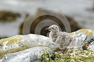 Seagull chick standing on the rocks