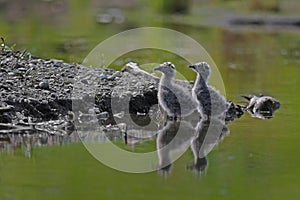 Seagull chicks