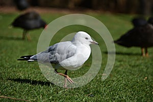 Seagull chillin on the lawn photo