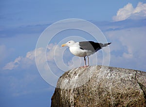 Seagull chilling in the sun