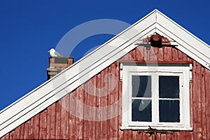 Seagull on the chimney