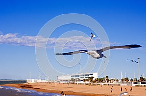 Seagull on Chipiona photo
