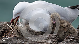 Seagull Chroicocephalus novaehollandiae feeding chick