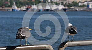 Seagull at the city port.