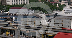 Seagull at the city port.