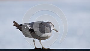 Seagull at the city port.