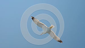 Seagull in clear blue sky. Bird in the sky. Wild bird flying high. Travel concept. Freedom idea. Wild animal living in