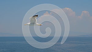 Seagull in clear blue sky. Bird in the sky. Wild bird flying high. Travel concept. Freedom idea. Wild animal living in