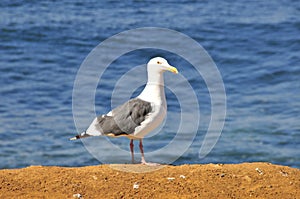 Seagull on a cliff