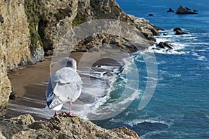Seagull on Cliff