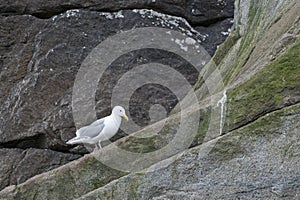 Seagull on cliff face photo