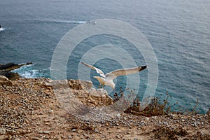 Seagull on cliff start to fly.