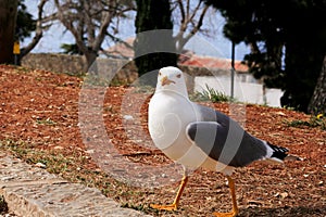 Seagull close shot and resting on dock.