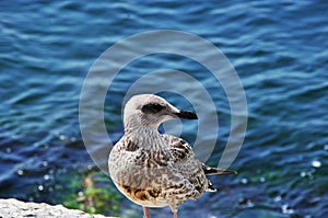 Seagull close-up.