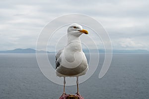 Seagull Close up