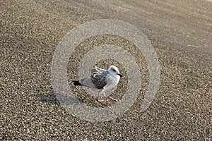 Seagull close up