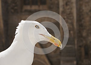 Seagull Close up with beautiful animal eye