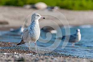 Seagull close up portrait